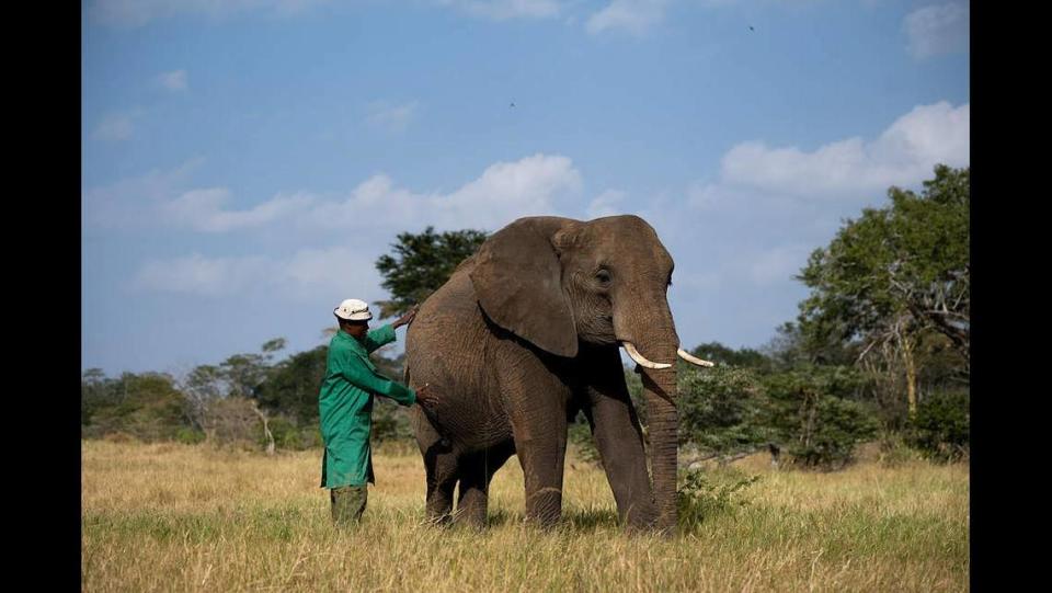 Murera’s keepers noticed she was pregnant as her stomach grew and her mood changed, they said.
