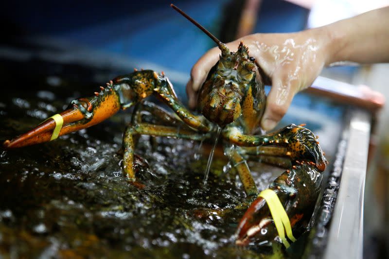 FILE PHOTO: A staff member takes a lobster that was imported from the U.S. from a water tank at a seafood retailer at a fish market in Beijing