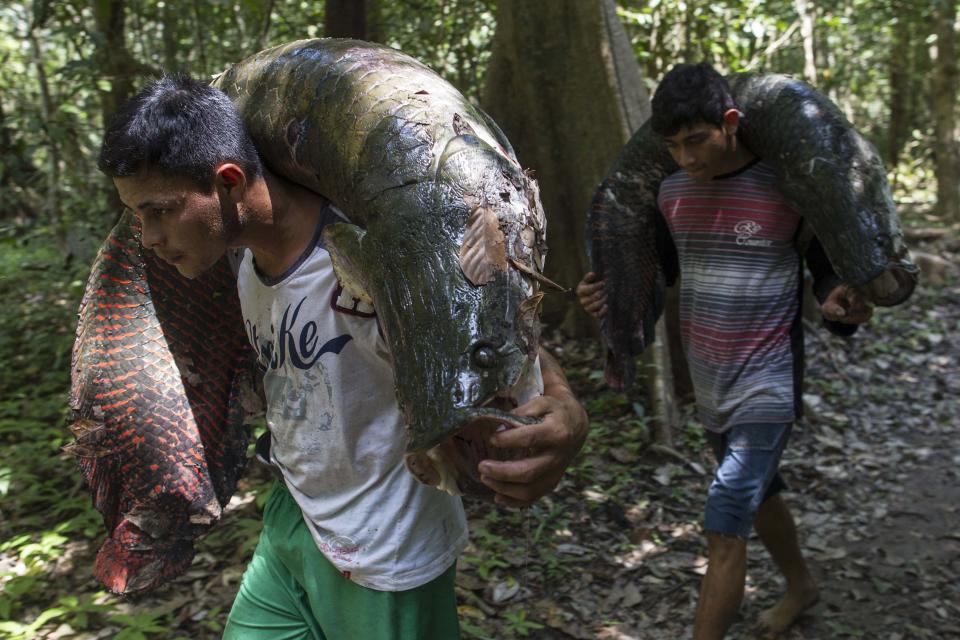 Villagers from the Rumao Island community carry part of their catch of arapaima or pirarucu, the largest freshwater fish species in South America