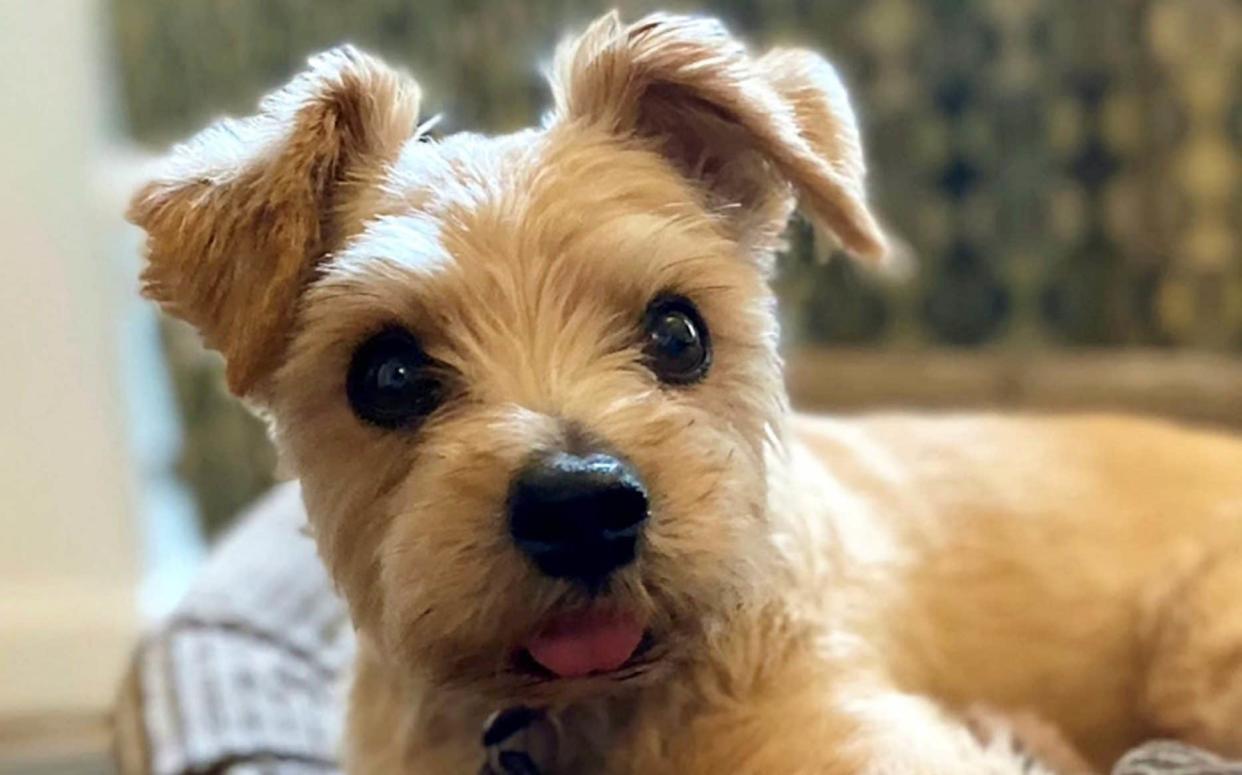 Norfolk Terrier, Rufus was crushed while the woman tried to pull a thief off her husband. - SWNS 