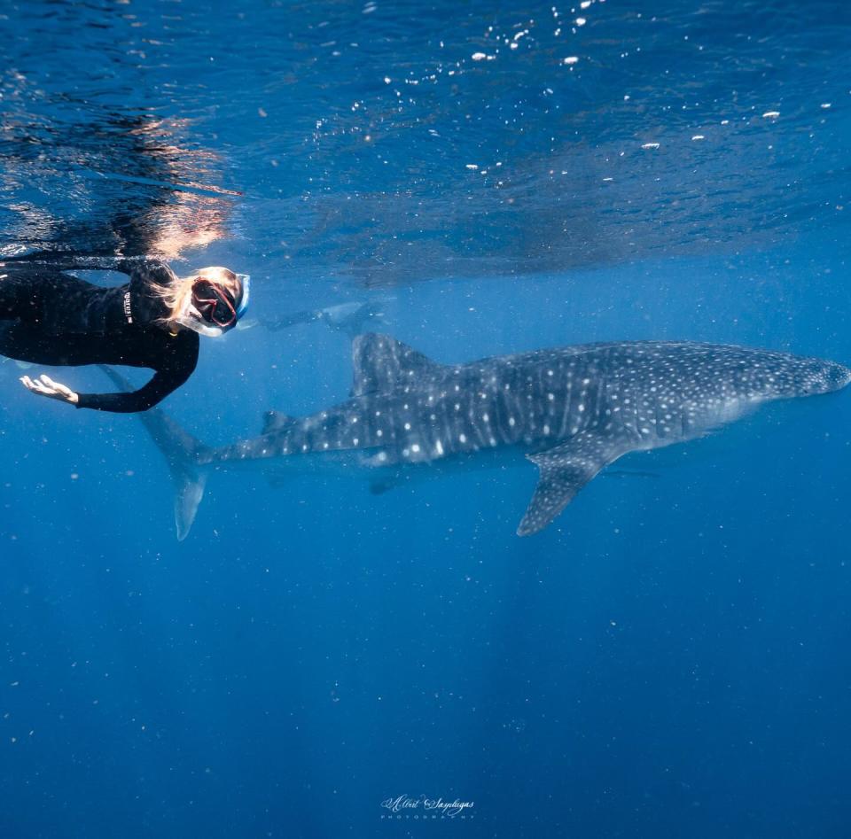 Jackie swimming with whale sharks