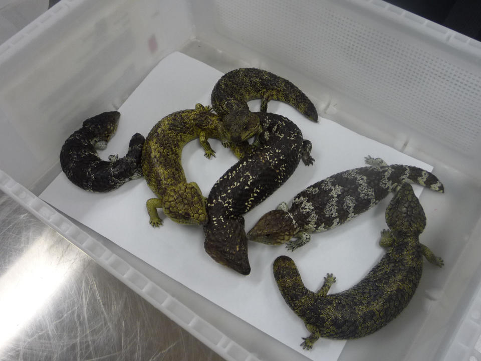 Japanese man charged over smuggling native Australian lizards. Six bobtail lizards were found in his suitcase at Perth airport.