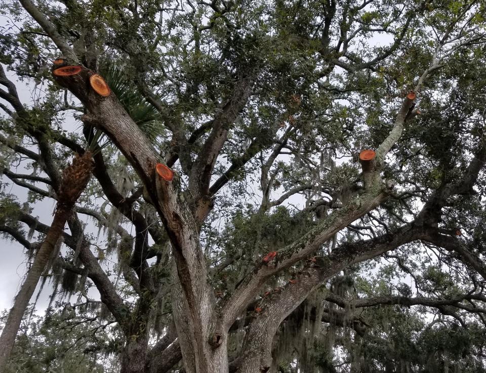 Improper pruning can put a large tree, and your home, in danger.