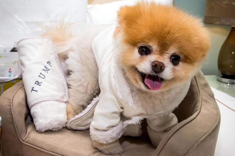 Boo the Pomeranian dead: Famous dog dies after 'his heart literally broke', age 12