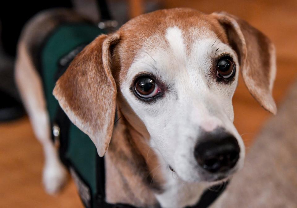 Bo the beagle sniffs out bedbugs on Wednesday, Jan. 8, 2020 at the Patton's home in Sioux Falls. Bo is a certified bedbug detection dog and is able to find even a lone bedbug that could be hiding in a small area.