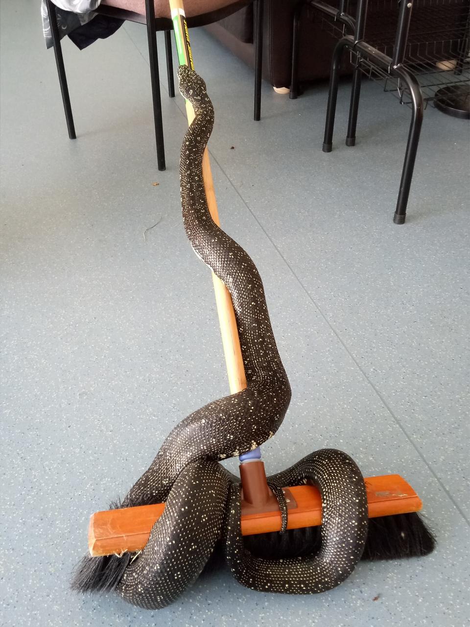 Images of Diamond Python 'Lucy' on broom handle in high school classroom in rural Victoria, Australia.