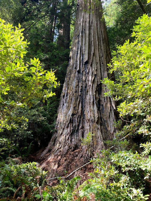 This National Park Service photo shows the coast redwood tree named Hyperion in Redwood National Park, California, which is being hurt by environmental damage created by too many hikers traipsing in to see the world's tallest tree. (Photo: National Park Service via Associated Press)