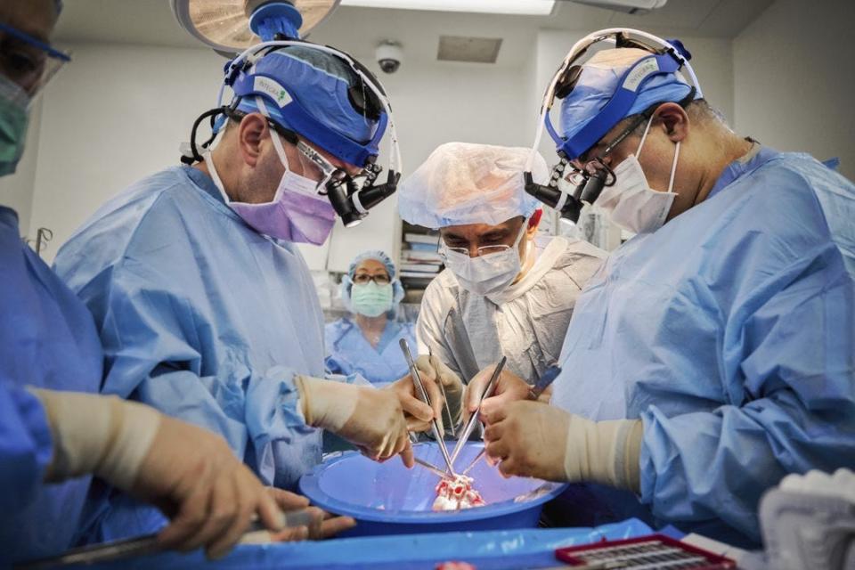 surgeons performing heart surgery with pig xenotransplantation