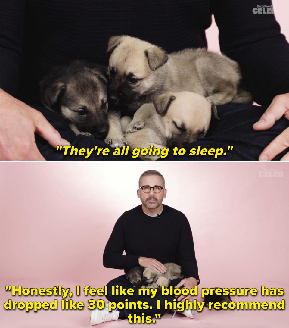 The puppies falling asleep in Steve's lap