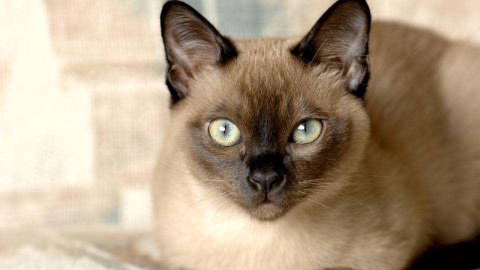 Tonkinese