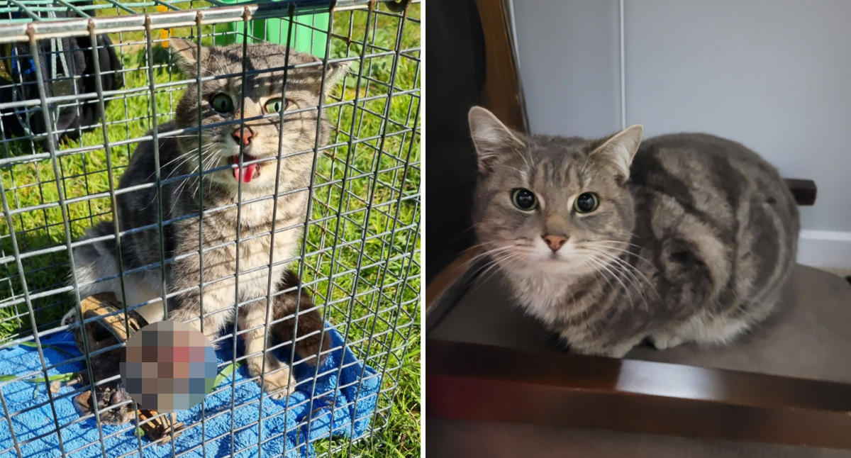 Rochelle responds to controversial post: No euthanasia, but feral cat traps  still available