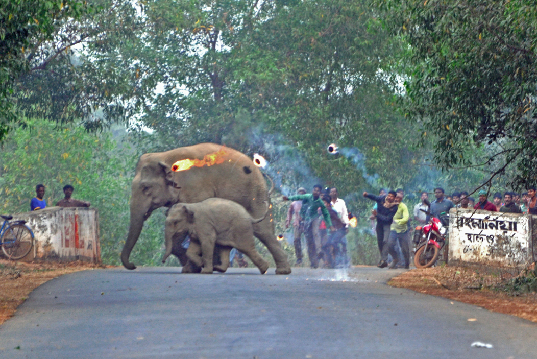 <em>Villagers resorted to extreme tactics in an effort to drive the elephants out (Caters)</em>