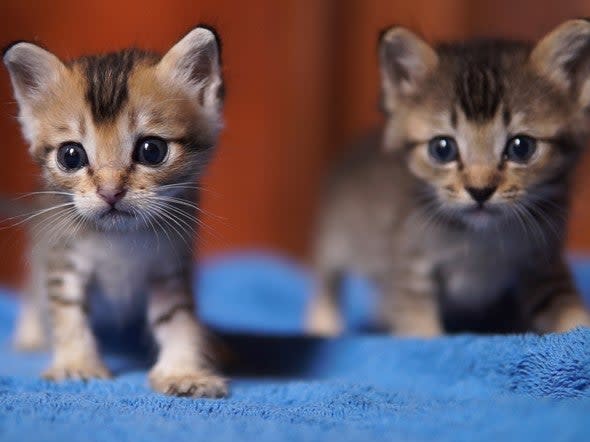 <p>Two six-week-old kittens died after they were thrown out of a moving car in Ripon (file photo)</p> (Getty Images/iStockphoto)