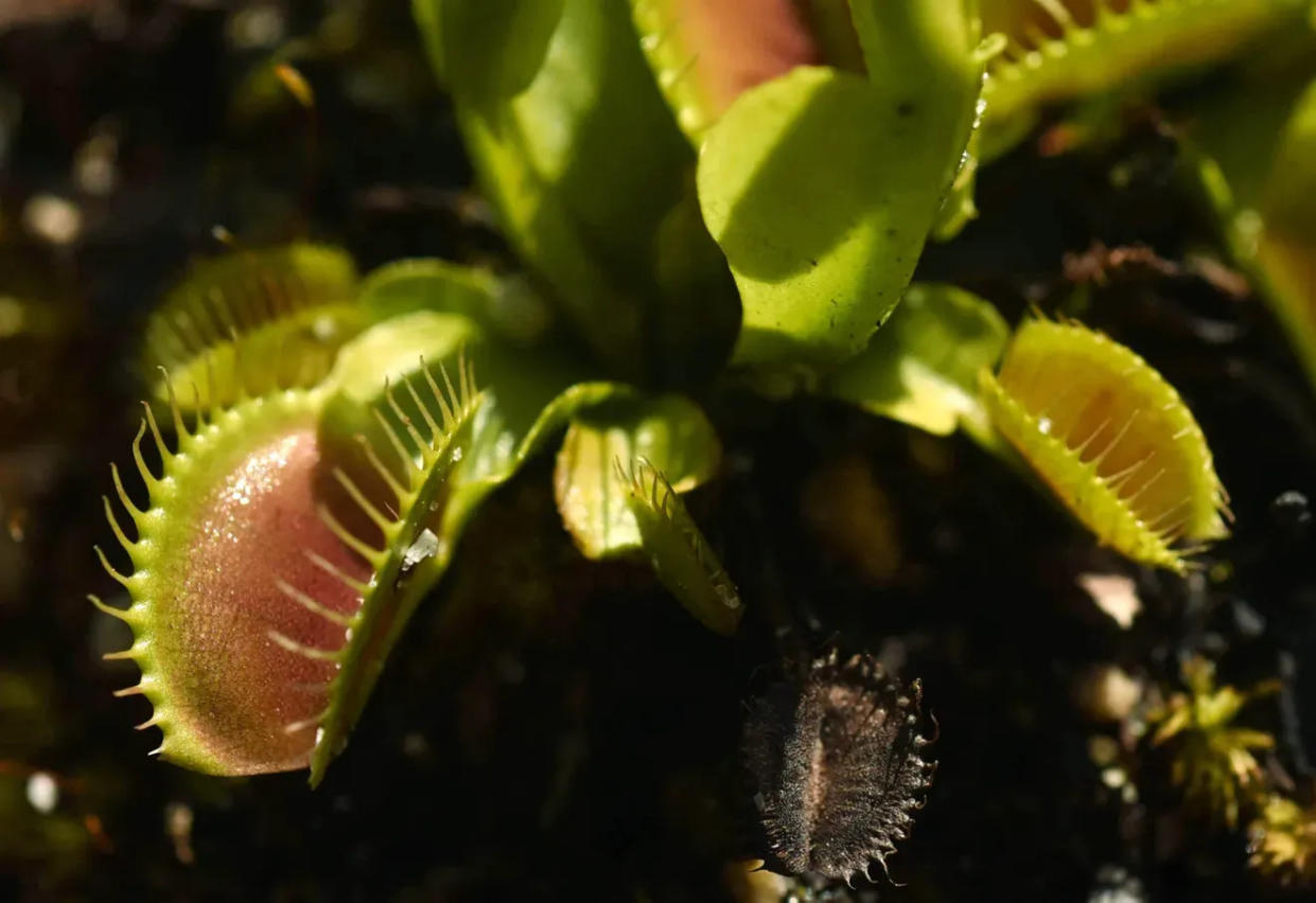 A Venus' flytrap.