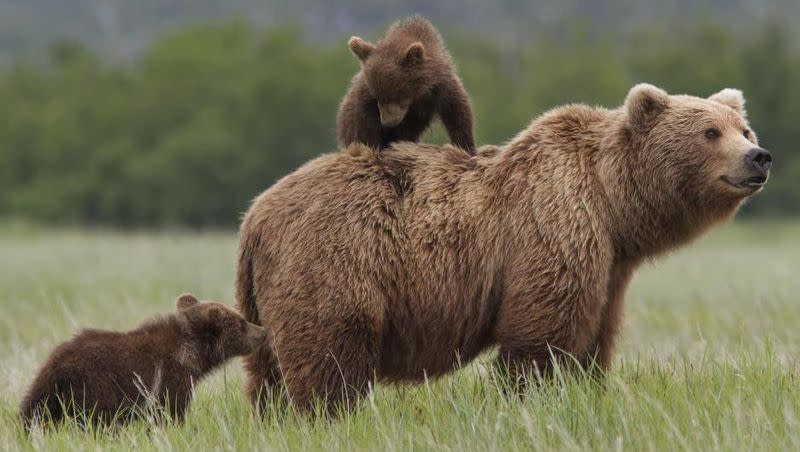 Cute animals have a way of cheering up people of all ages amid cold, dreary winter days.  