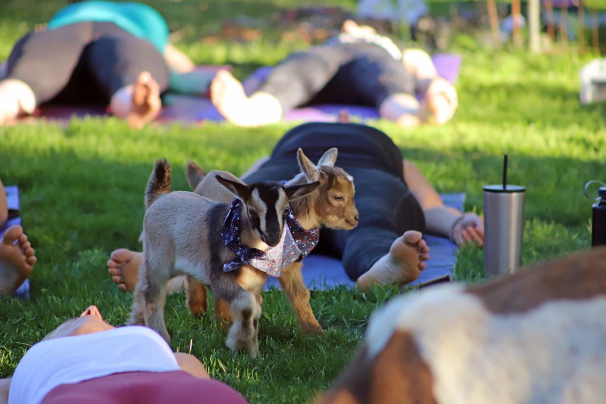 Goats wander around freely during Bee Fit's goat yoga session in 2022.