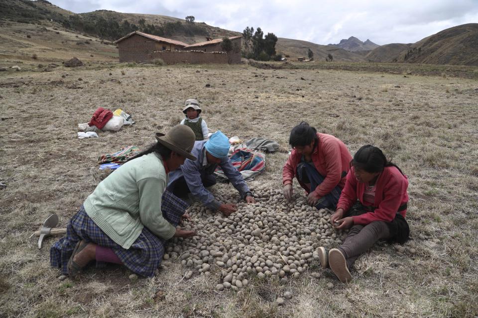 A family of potato farmers cull for seeds for their next harvest in Pisac, in southern rural Peru, Friday, Oct. 30, 2020. The government has provided millions in aid to the small percentage of large exporters, but experts said small farmers have been left out. (AP Photo/Martin Mejia)