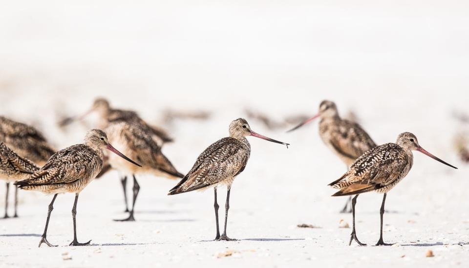 Marbled godwits loaf on the south end of Fort Myers Beach on Wednesday, July 29, 2020. A colony of black skimmers along with other shorebirds birds including several kinds of plovers, terns and marbled godwits are regular residents and visitors to that part of the beach right now. 