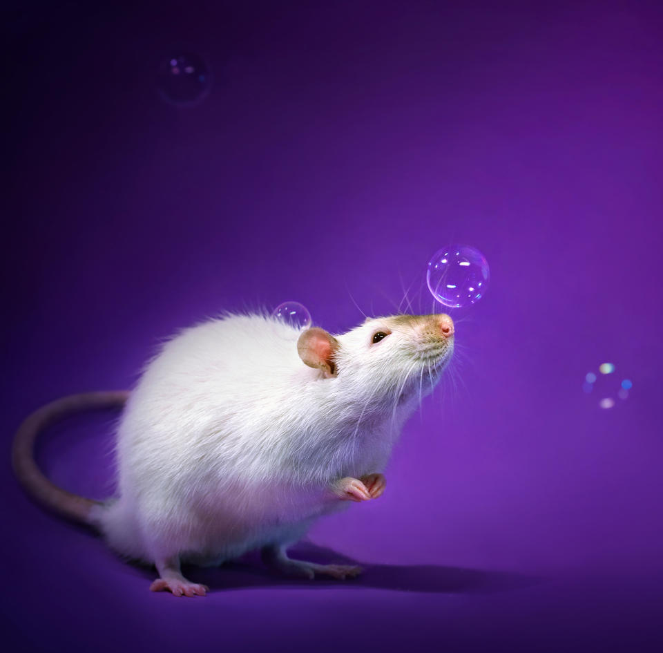 Adorable rat portraits look to remove stigma attached to rodents