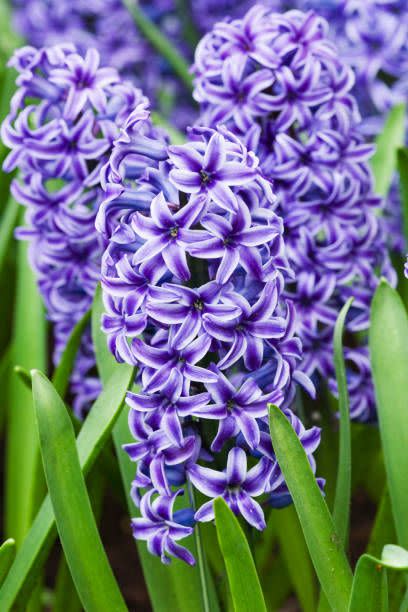 purple hyacinth flowers