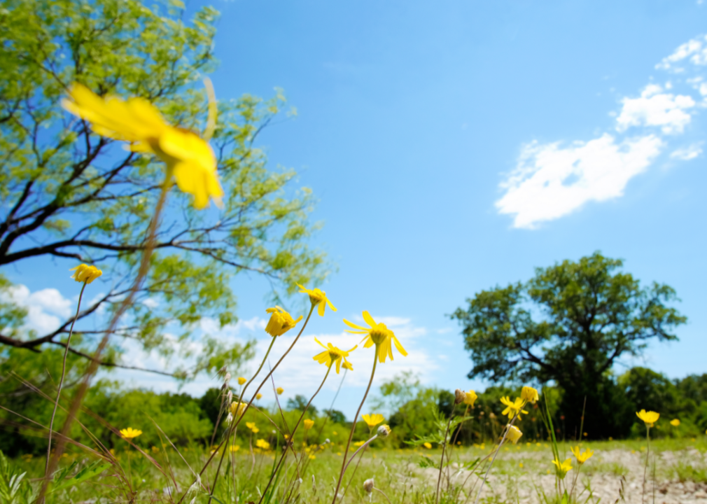 Spring flowers on the edge of a field in Texas.