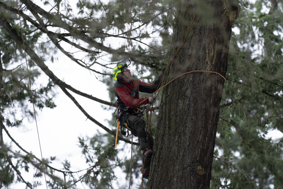 Arborist Ryan Cafferky scales a 150-foot tree on Tuesday, Jan. 16, 2024, in Lake Oswego, Ore., as he prepares to cut it down. The city had deemed the 120-year-old tree a threat to the public because it was at risk of falling, he said. (AP Photo/Jenny Kane)