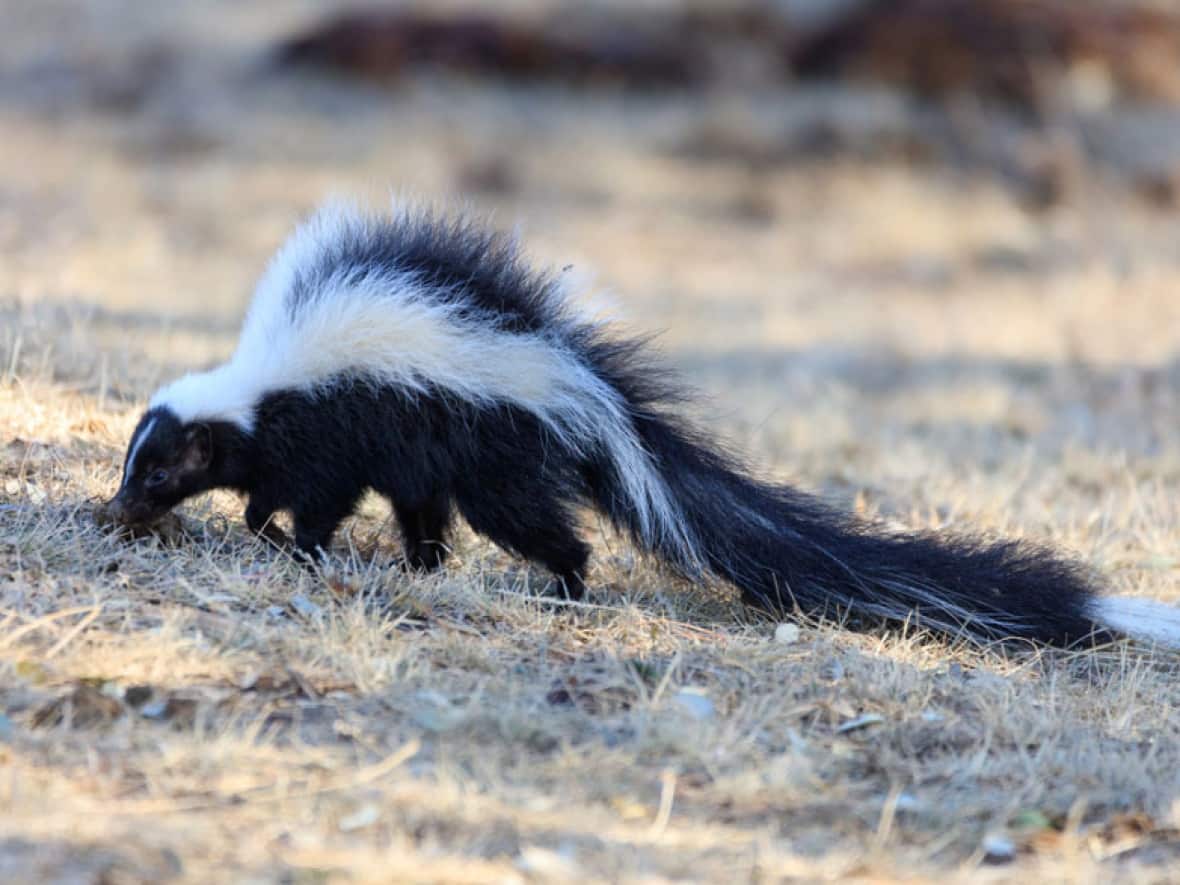 Many municipalities leave residents to manage skunks on their own but Cold Lake, Alta., has taken a different tack and put a skunk trapper on call.   (Shutterstock - image credit)
