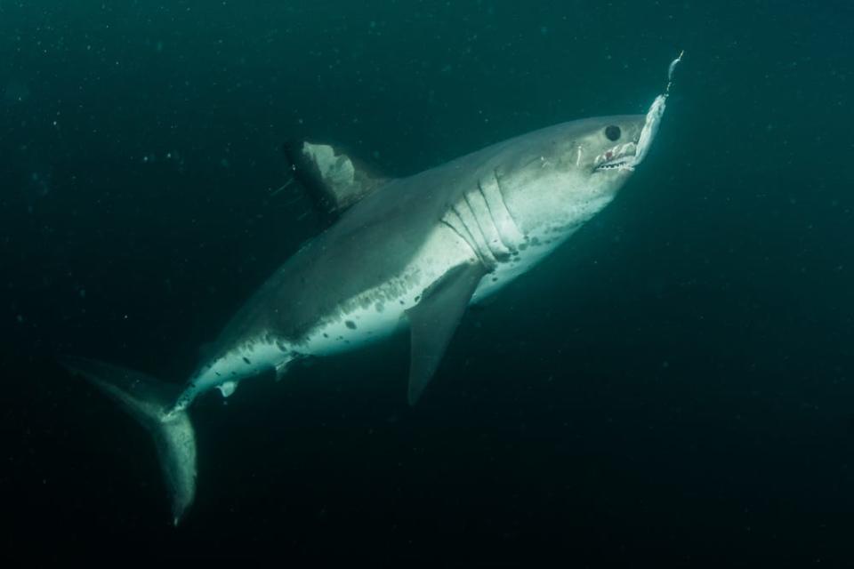 Salmon shark deep in the ocean. 