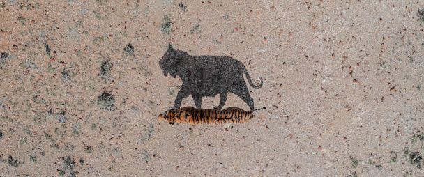 PHOTO: FILE - A photo of a tiger and its shadow in South Africa. (Abstract Aerial Art/Getty Images, FILE)