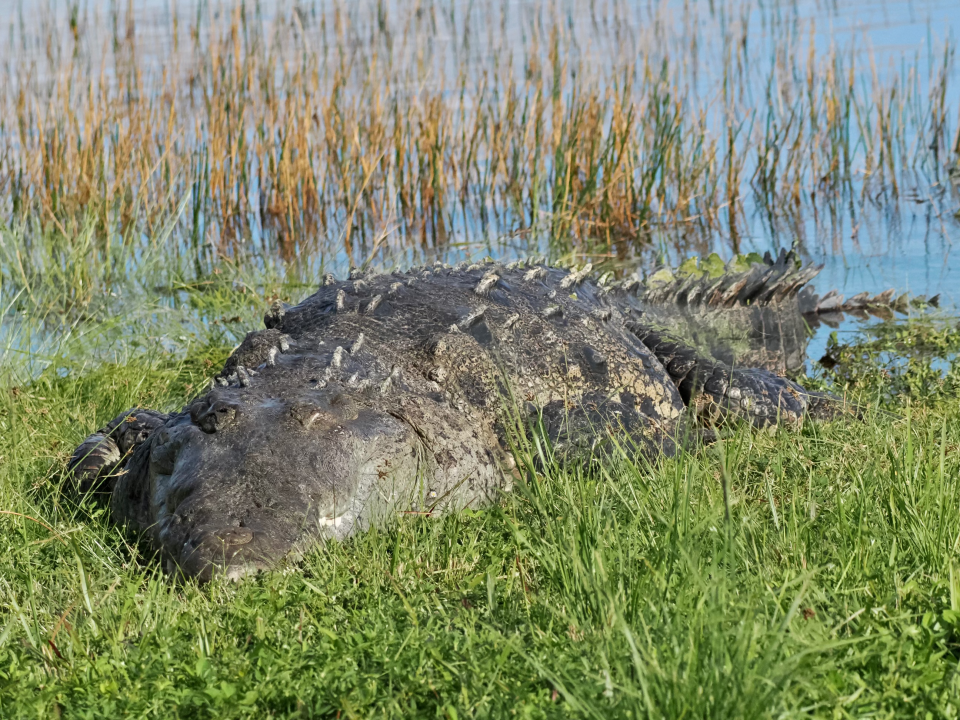 A 14' long crocodile nicknamed 'Croczilla' was spotted basking in the Everglades IN November, 2023.