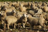 Sheep on a property on the outskirts of Wanaka, New Zealand.