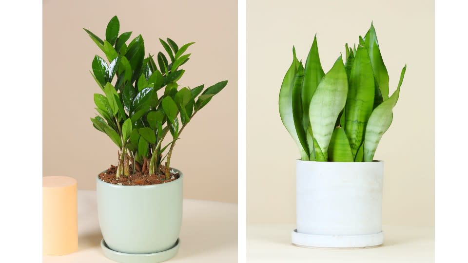 Fleur & Co. Low Light Plant - From $15