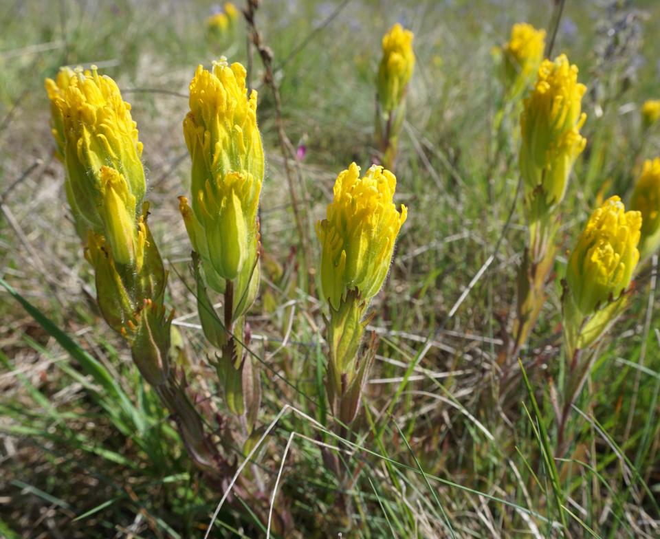 The golden paintbrush was once almost gone but has come back at places such as the Baskett Slough National Wildlife Refuge.