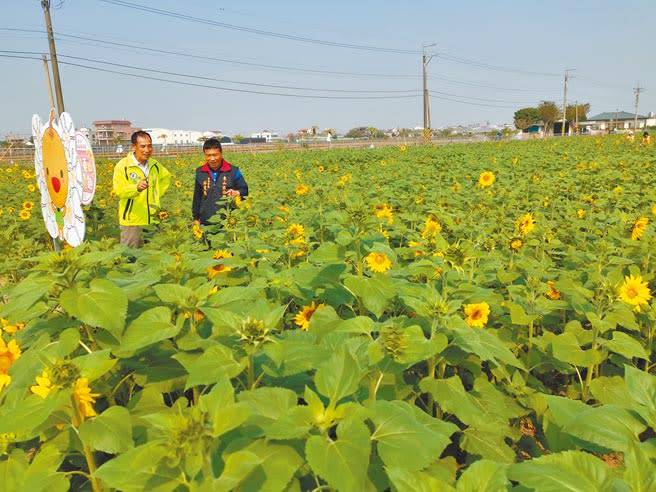 台南市東山區自行車道沿線種植15公頃向日葵花海，吸引遊客拍照打卡。（劉秀芬攝）