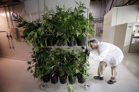A worker pushes a cart of marijuana plants at the Canopy Growth Corporation facility in Smiths Falls, Ontario, Canada, January 4, 2018. REUTERS/Chris Wattie