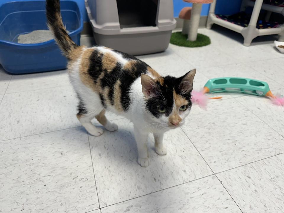 Ames Animal Shelter & Animal Control Supervisor Ron Edwards encouraged Ames residents to report a situation if discovered, and to reach out to the shelter for pet resources before a situation becomes out of control.