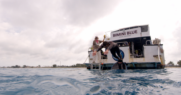 Michael Phelps dives into the water in the Bahamas. (Photo: Discovery)