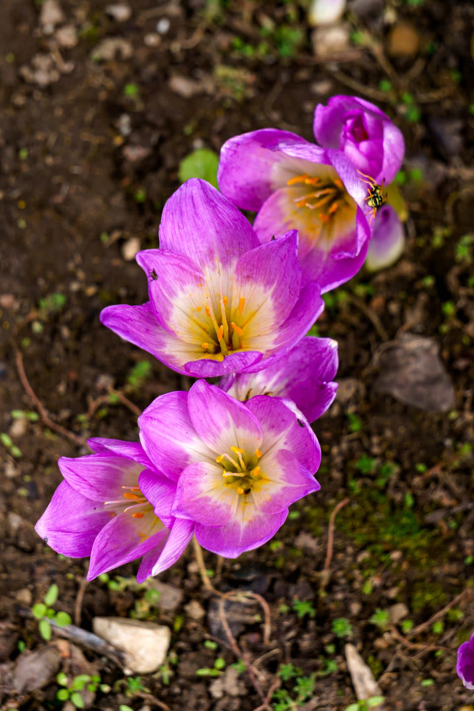 Autumn Crocus