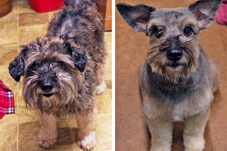 Before and after shots of Mallory for the Wahl Dirty Dogs Contest