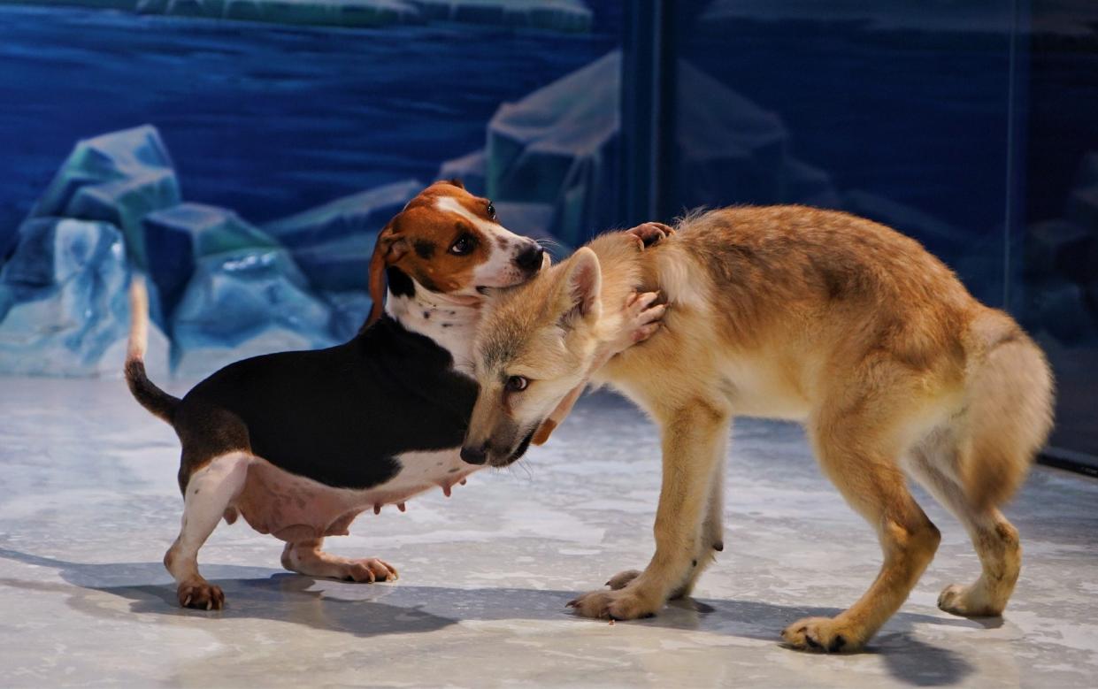 Maya the Arctic wolf playing with her surrogate mother, a beagle - China News Service 