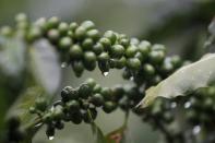 A coffee plant with green coffee beans is seen at El Carmen Estate in Jayaque, El Salvador July 20, 2016. Picture taken July 20, 2016. REUTERS/Jose Cabezas