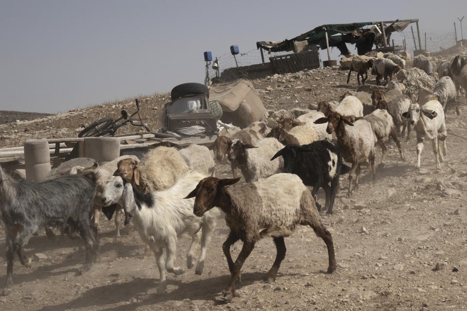 Goats and sheep run to their troughs in a hamlet in the South Hebron Hills, West Bank, Friday, May 17, 2024. Palestinians say they are restricted by Israeli settlers from grazing land and face harassment, intimidation and violence. (AP Photo/Maya Alleruzzo)