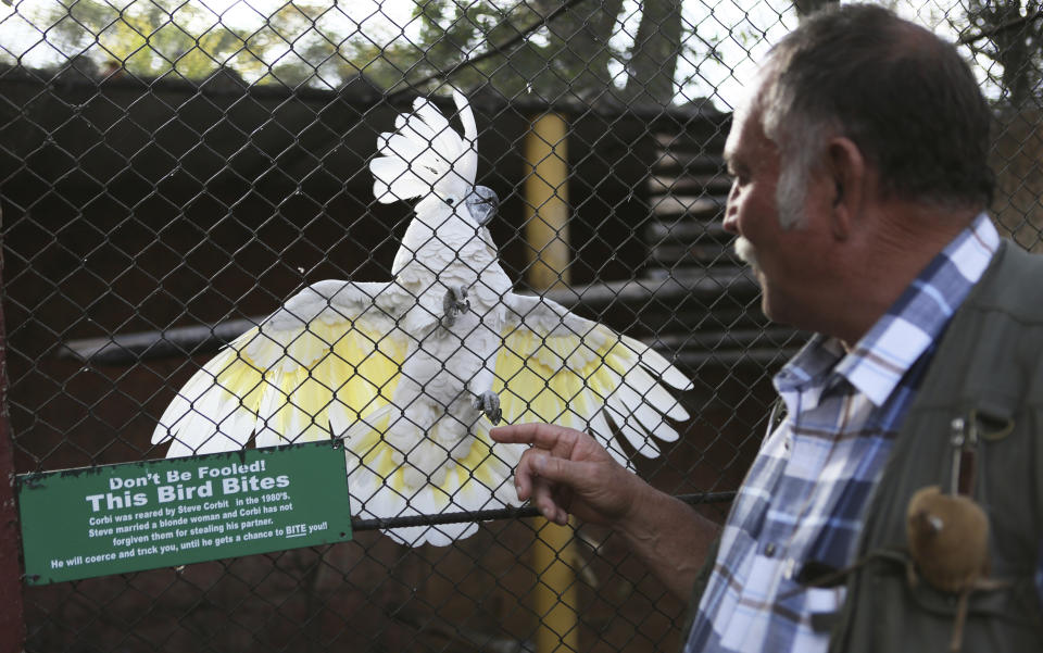 Gary Strafford, a Zimbabwean falconer, reacts with a parrot, at his bird sanctuary, Kuimba Shiri, near Harare, Zimbabwe, Wednesday, June, 17, 2020. Kuimba Shiri, Zimbabwe's only bird park, has survived tumultuous times, including violent land invasions and a devastating economic collapse. Now the outbreak of COVID-19 is proving a stern test. With Zimbabwe’s inflation currently at more than 750%, tourism establishments are battling a vicious economic downturn worsened by the new coronavirus travel restrictions. (AP Photo/Tsvangirayi Mukwazhi)