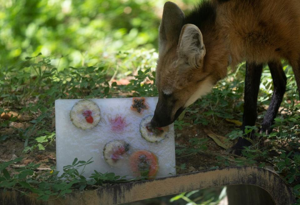 BRASIL-ZOO (AP)