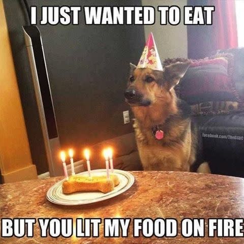 birthday dog meme