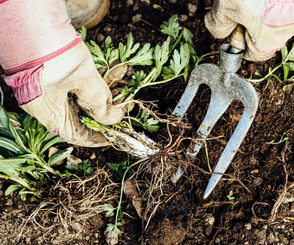 Weeding being done with a garden fork in the vegetable garden