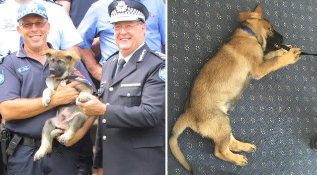 Gavel showed early promise as a police dog. Source: Facebook