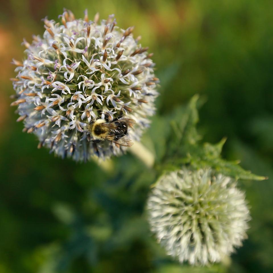 FILE - A bee collects pollen from an echinops tyanschanicus at the UGA Trial Gardens open house on Saturday, June 12, 2021.