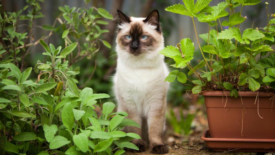 Ready to get a cat? Consider these best cat breeds for first-time owners