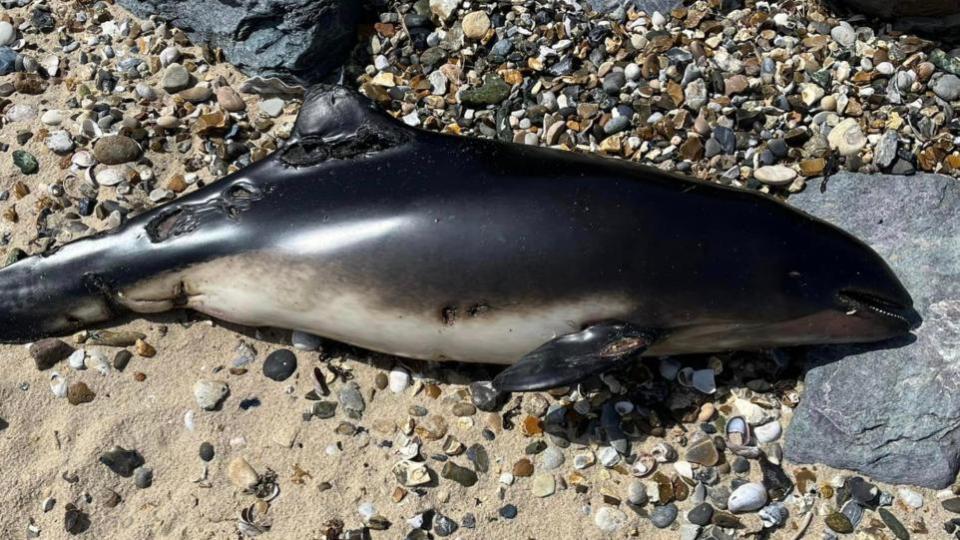 East Anglian Daily Times: A dead porpoise washed up at Shotley